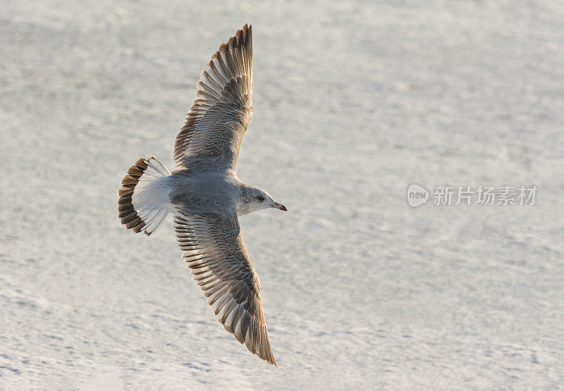 普通海鸥(Larus canus)